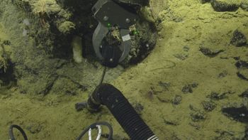 Media type: image;   Invertebrate Zoology 153115 Description: live specimen;